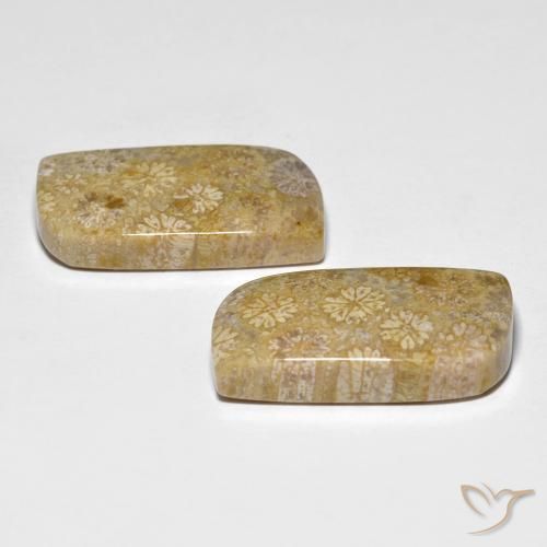 Gemas de Coral fósil Multicolor natural de 29.71 ct, Elegante, Opaco
