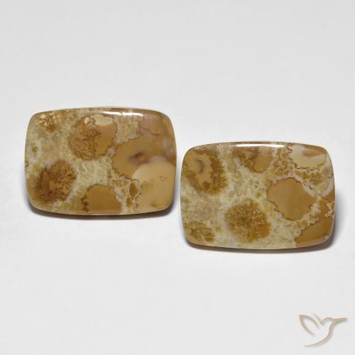 16.39ctw Natural Multicolor Coral fósil, Forma Cojín, Opaco