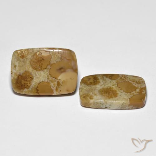 Gemas de Coral fósil Multicolor natural de 16.39 ct, Forma Cojín, Opaco