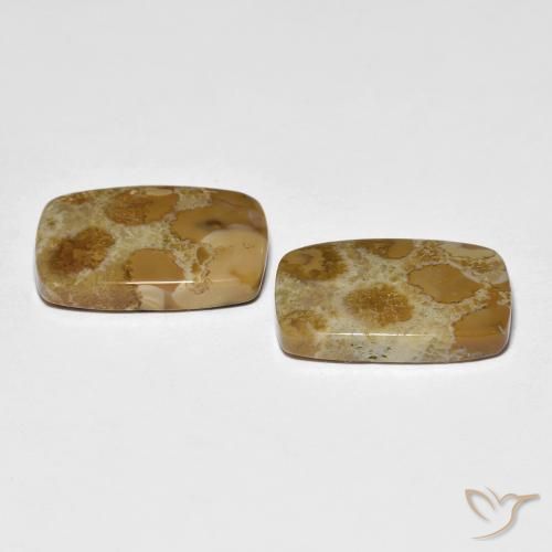 Gemas de Coral fósil Multicolor natural de 16.39 ct, Forma Cojín, Opaco