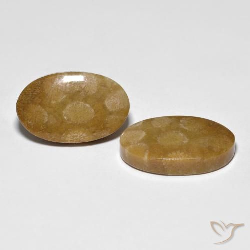 Gemas de Coral fósil Multicolor natural de 21.21 ct, Ovalada, Opaco