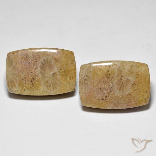 30.78ctw Natural Multicolor Coral fósil, Forma Cojín, Opaco