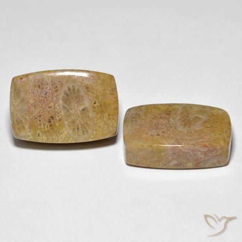 Gemas de Coral fósil Multicolor natural de 30.78 ct, Forma Cojín, Opaco