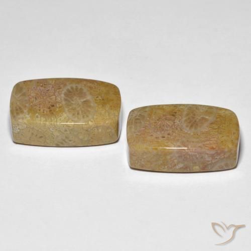 Gemas de Coral fósil Multicolor natural de 30.78 ct, Forma Cojín, Opaco