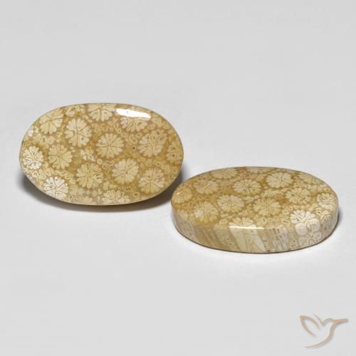 Gemas de Coral fósil Multicolor natural de 26.24 ct, Ovalada, Opaco