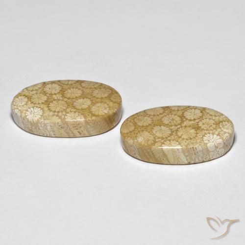 Gemas de Coral fósil Multicolor natural de 26.24 ct, Ovalada, Opaco