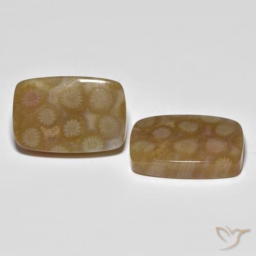 Gemas de Coral fósil Multicolor natural de 36.22 ct, Forma Cojín, Translúcido