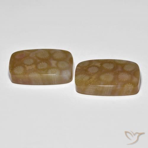 Gemas de Coral fósil Multicolor natural de 36.22 ct, Forma Cojín, Translúcido