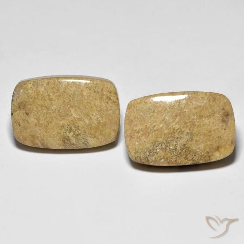 23.12ctw Natural Multicolor Coral fósil, Forma Cojín, Opaco, Photo A