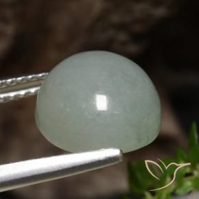Jadeíta Verde bosque pálido natural de 6.51 ct, Redondo, Translúcido