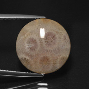 Jaspe multicolor natural de 12,45 ct, corte redondo, opaco