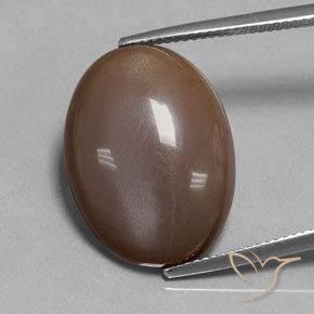 18.80ct Natural Marrón chocolate Piedra de Luna, Ovalada, Translúcido