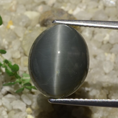 Cuarzo Ojo de Gato Gris oscuro natural de 7.89 ct, Corte Óvalo, Opaco