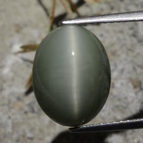 Cuarzo Ojo de Gato Gris verdoso natural de 7.21 ct, Corte Óvalo, Opaco