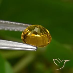 Zafiro Dorado oscuro natural de 0.68 ct, Redondo, VVS-VS